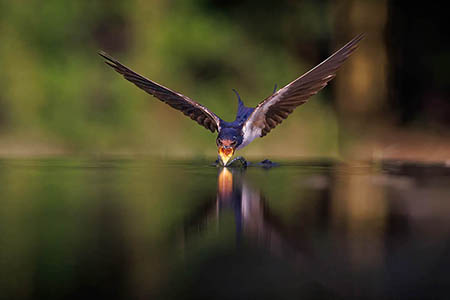 Fabulous Wildlife Photography in Hungary